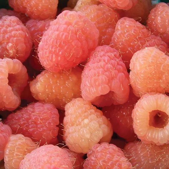Wholesome Berry Ensemble: Farm to You Freshness